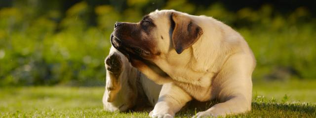 Dog Allergies