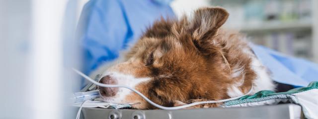 Dog Anesthesia