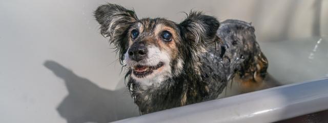 Dog Bathing and Hygiene