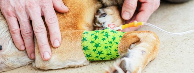 Dog Cancer