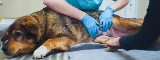 Dog Dermatology
