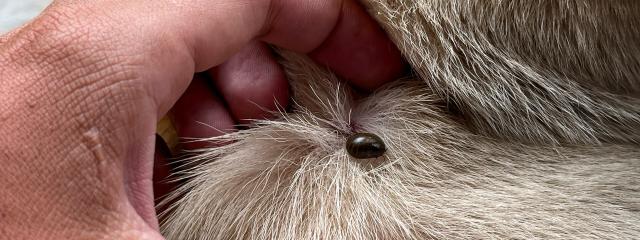 Dog Fleas and Ticks
