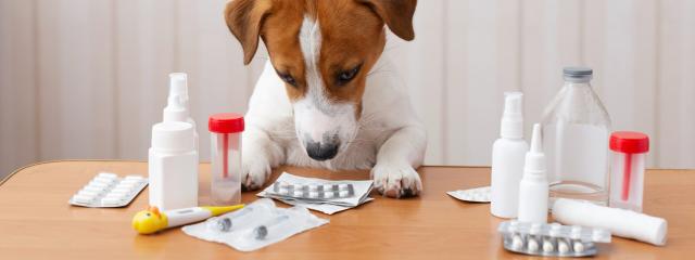 Dog Medications