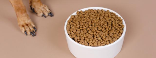 Dog Nutrition