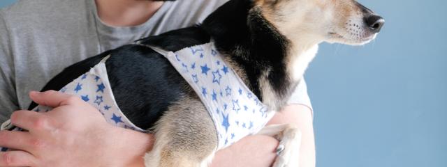 Dog Surgery