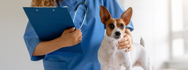Veterinary Services For Dogs