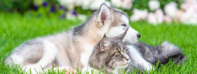 Allergy Services for Dogs and Cats